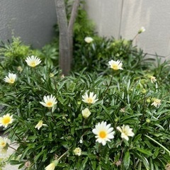 継続//予約受付中❣️ガザニア 常緑多年草