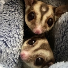 フクロモモンガ（2匹）　里親に出すかまだ悩み中です。