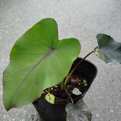 コロカシア、ブラックマジックの画像