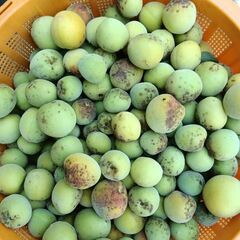 完全無農薬　自家用梅　1kg250円　14〜17日限定(締切りました。)の画像