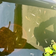 メダカの画像