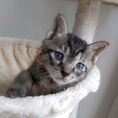 生後4週ほど　キジトラ男の子　里親さん募集します🐈