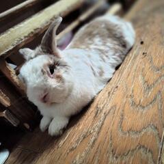 うさぎ　ホーランドロップイヤー２歳