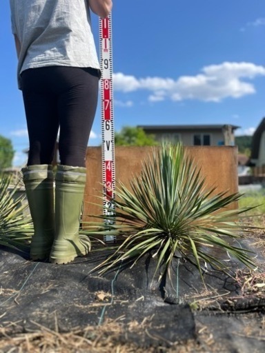 観葉植物ユッカロストラータ