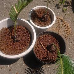 蘇鉄 ソテツ そてつ 三本セット 観葉植物 園芸 無農薬 ガーデニング