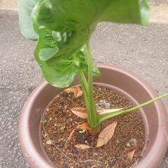 クワズイモ 苗木 ④ 観葉植物 グリーン ガーデニング 園芸 家...