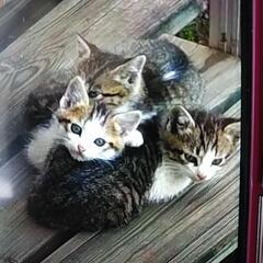 野良猫