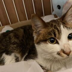 可愛いです♪