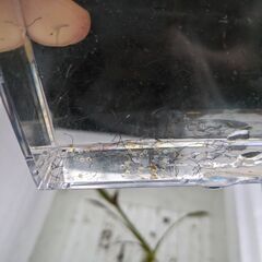 ミックスメダカ卵稚魚さしあげます