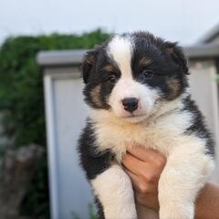 ボーダーコリー3兄妹🐶