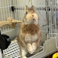 うさぎ★ネザーランドドワーフ🐰