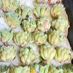 多肉植物
