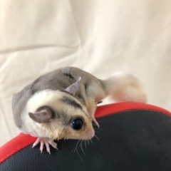 フクロモモンガモザイク(ホワイトテール)お迎え募集！
