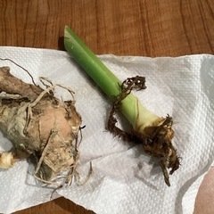 生活雑貨 家庭用品 ガーデニングの画像