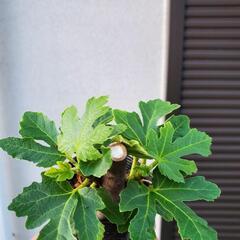 いちじく苗