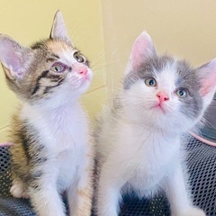 美猫の里親を探しております!