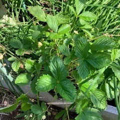 苗　バジル　唐辛子　赤紫蘇差し上げます。の画像