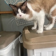 とても可愛いラグドール