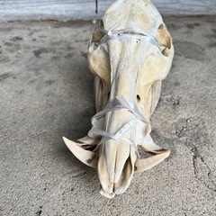 日本イノシシ 骨 猪 頭蓋骨 下顎付