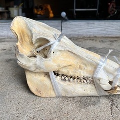 日本イノシシ　骨　猪　頭蓋骨　下顎付