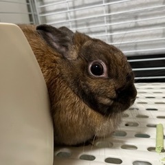 うさぎ★ミニウサギ