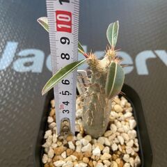 塊根植物 多肉植物 パキポディウム カクチペスの画像