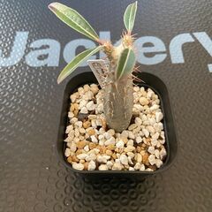 塊根植物 多肉植物 パキポディウム カクチペス