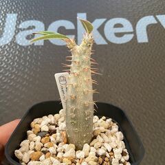 塊根植物 多肉植物 パキポディウム カクチペスの画像