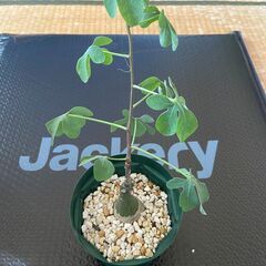 塊根植物 多肉植物 アデニア　グラウカの画像