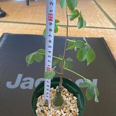 塊根植物 多肉植物 アデニア　グラウカの画像