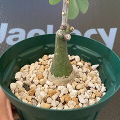 塊根植物 多肉植物 アデニア　グラウカの画像