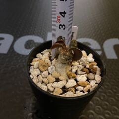 塊根植物　多肉植物　ユーフォルビア　フランコイシーの画像