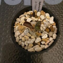 塊根植物　多肉植物　ユーフォルビア　フランコイシー