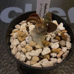 塊根植物　多肉植物　ユーフォルビア　フランコイシーの画像