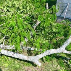 薪（ネムノキ）【取引中】キャンプに。バーベキューに。