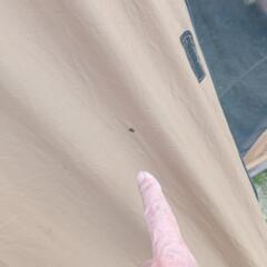 snow peak エントリー2ルームエルフィールドの画像