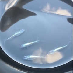 砂里ヒレナガメダカの卵　めだか　ヒレ長　鰭長