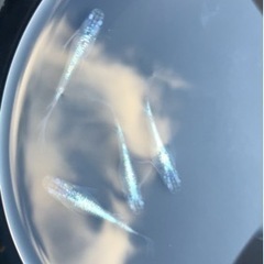 砂里ヒレナガメダカの卵　めだか　ヒレ長　鰭長の画像