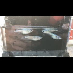砂里ヒレナガメダカの卵　めだか　ヒレ長　鰭長の画像
