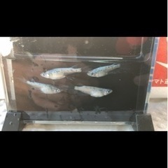 砂里ヒレナガメダカの卵　めだか　ヒレ長　鰭長の画像