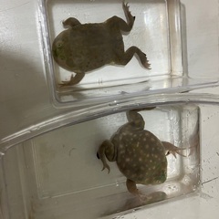 バジェットガエルペア　明日取引限定