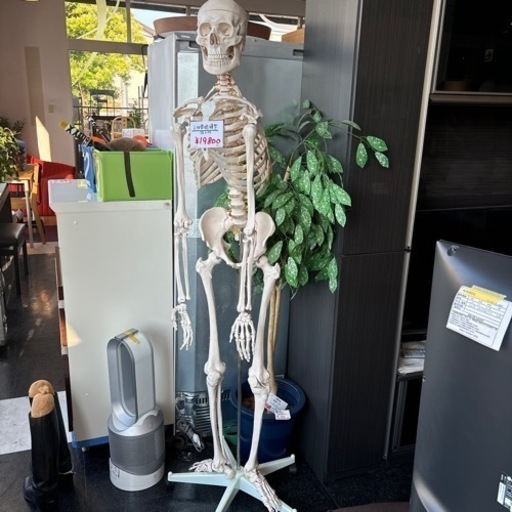 人体骨格模型 人体模型 骨格標本 展示スタンド付き 吊り下げ 175cm