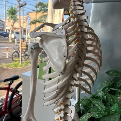 人体骨格模型 人体模型 骨格標本 展示スタンド付き 吊り下げ 175cm