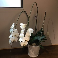【無料】胡蝶蘭お譲りしますの画像