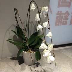 【無料】胡蝶蘭お譲りします
