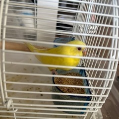 セキセイインコ⭐︎里親さん決定しました！