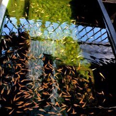 メダカ生体・楊貴妃の1年魚（約80匹）を無料で差し上げます
