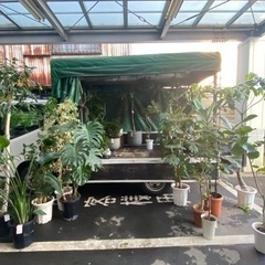 観葉植物販売会　ガレージセール　ジモティー見たで5%OFF‼️