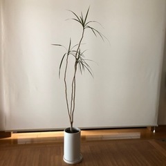 観葉植物