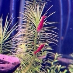 レッドファイヤーチェリーシュリンプ　メダカ　熱帯魚　アクアリウム　水槽の画像